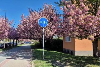 Kouzlo nechtěného. Plzeňané se můžou líbat pod dvoubarevnými třešněmi - Novinky